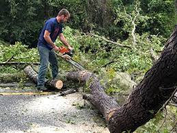 Madill, OK  Tree Services Company