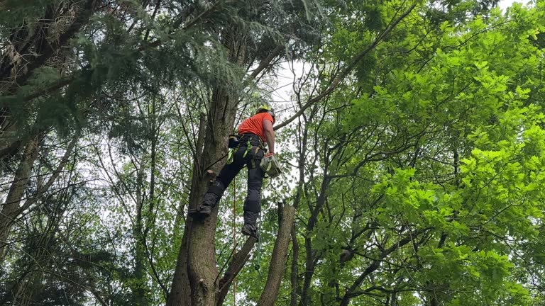 How Our Tree Care Process Works  in  Madill, OK